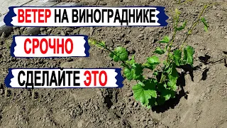 🍇 Ветер на винограднике! Срочно сделайте ЭТО со своими кустами винограда. Я уже сделал!