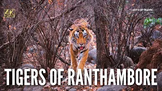 5 Days in Ranthambore | Rajasthan | Zone 2, Zone 3, Zone 4 & Zone 10 | 9 Tigers in 7 Safaris - 4K