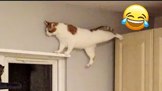 Funniest Cats 2024 😻 Funny Cat Videos😂 CATS will make you LAUGH😁🥰 #12