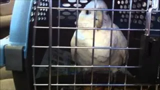 Baby Ducorps Cockatoos Cry