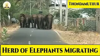 Herd of Elephants Migrating for Water near Thondamuthur #ELEPHANTS