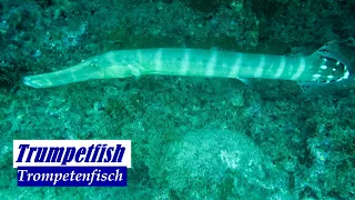 Trumpetfish | Trompetenfisch