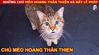 Giải Cứu Những Chú Mèo Hoang Dễ Thương Và Vô Cùng Thân Thiện || Review Con Người Và Cuộc Sống (P24)