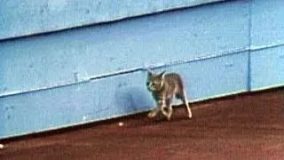 A kitten runs amock at the Seattle Kingdome