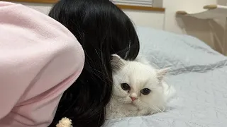 Beautiful Woman Buried In Kittens