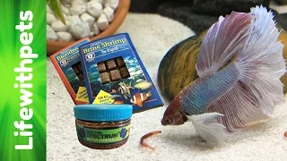 Feeding My  Betta Fish