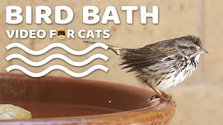 Bird Video for Cats to Watch - BIRD BATH. Relaxing Nature Video.