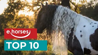 Top 10 most beautiful horse breeds