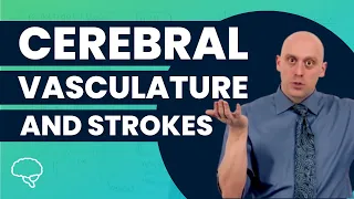 Cerebral Vasculature and Strokes (Sample Lesson) | Preclinical | Neuroscience | @OnlineMedEdCom
