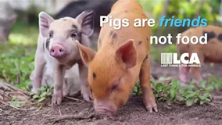 5 Amazing Facts About Pigs