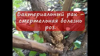 Бактериальный рак - смертельная болезнь роз.