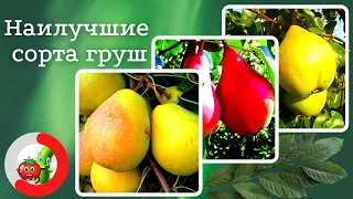 Самые лучшие сорта груш с изысканным вкусом