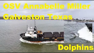 OSV Offshore Supply Vessel Annabelle Miller Arriving at the Port Of Galveston with Dolphins