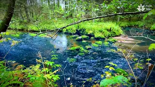 Peaceful forest river sounds. 10 hours nature white noise