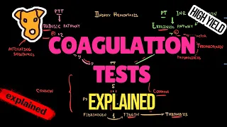 BLOOD COAGULATION TESTS EXPLAINED. The mechanism of PT PTT BLEEDING TIME INR