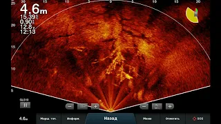 LiveScope     Коряжник возле берега.