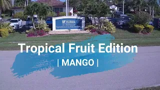 Tropical Fruit Edition: Mango