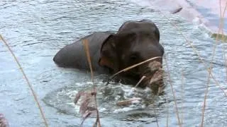 Elefanten im Kölner Zoo, Badetag.