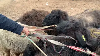 Намангон вилояти Поп тумани Гурумсарой чорва бозори 3