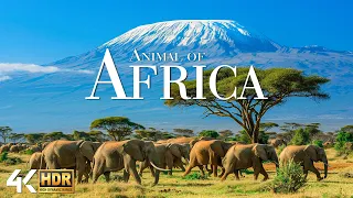 AFRICAN SAFARI 4K - Explore The Beautiful World of Wildlife - Scenic Wildlife Film With Relax Music
