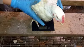 Цыплята  бройлеров//вес в 37 дней #бройлер #цыплята #корма