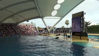 Orca Show, Loro Parque, Tenerife - Part 3