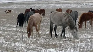 Табун Ахметдина.Первый день Зимы.