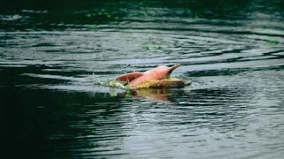 Endangered Amazon Animals: Pink River Dolphins (Boto) In the Peruvian Amazon