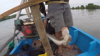 Mancing Muara, Target Baramudi, Yang Nyangkut Malah ikan Sembilang