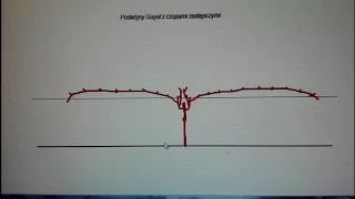 Cięcie winorośli, wyprowadzanie formy Guyota, pierwszy rok