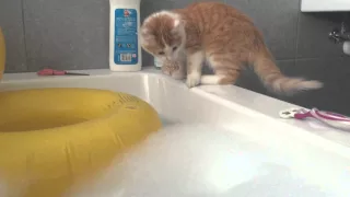 Cat falling in bathtub.