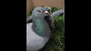 Кормление птенца голубя