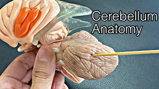 Anatomy of brain: cerebellum (English)