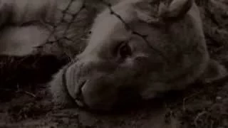 Blood Lions teaser - award winning documentary