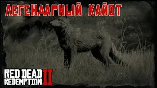 ЛЕГЕНДАРНЫЙ КАЙОТ - охота в RDR 2