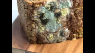 Mold Busters: Is Mold on Food Safe to Eat?