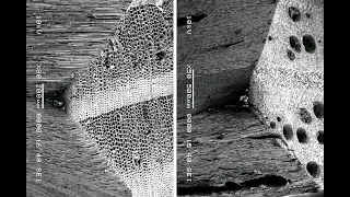 Microscopic Anatomy and the Identification of Wood and Charcoal