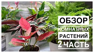 Будни цветовода | Обзор комнатных растений на стеллаже | 2 часть | 11.09.2022г.