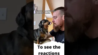 kiss your pet on the head and see their reaction dog 2021