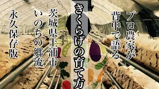 【永久保存版】プロ農家が教える国産きくらげの育て方#きくらげ#農業#茨城