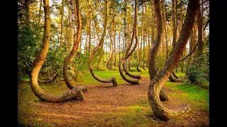Top 10 Beautiful , Largest and Haunted Forests in the World. دنیا بھر میں 10 انتہائی خطرناک جنگلات