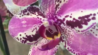 Свежий завоз орхидей в Оби 5 сентября 2019г Шикарные орхидеи с названиями)))
