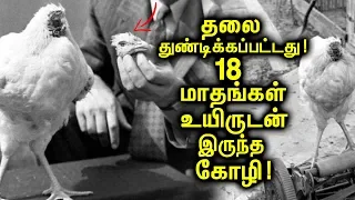 தலை துண்டிக்கப்பட்ட பிறகும் 18 மாதங்கள் உயிருடன் இருந்த அதிசய கோழி!