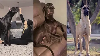 Great Dane TikTok Compilation! pt 3