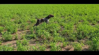 LUKY DI SAN FIORANO 3 MESI