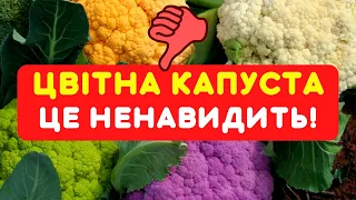 МОТАЙ НА ВУС! Отримай не ДУЛЮ В ЛИСТЯХ, а велику цвітну капусту! Секрети гарної цвітної капусти