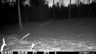 2/18/24 5:50 bobcat walking through