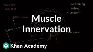 Muscle innervation | Muscular-skeletal system physiology | NCLEX-RN | Khan Academy