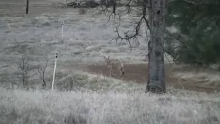 Morning coyote hunting w/ Tikka T3 Lite .223