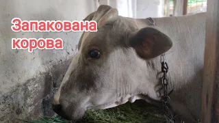 Думка спеціалістів☝️що я вграла корову😁❗ Подивимося ❓ Лікування телязіозу🐄